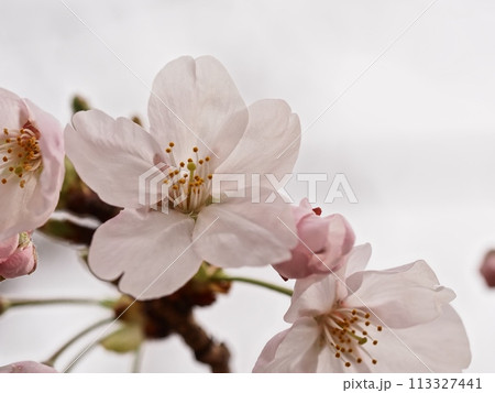 ソメイヨシノの花 ソメイヨシノの花 113327441