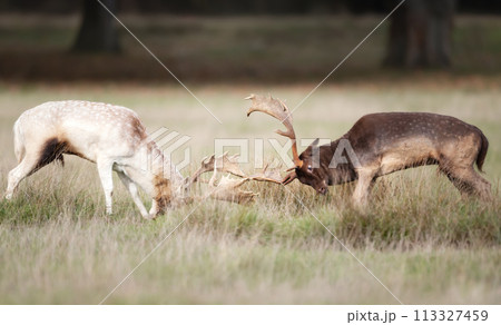 Two fallow deer stags fighting during the rut in autumn Two fallow deer stags fighting during the rut in autumn 113327459