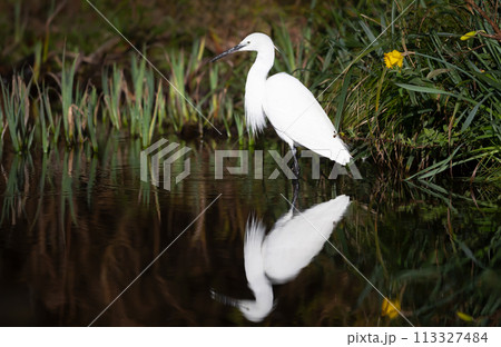 Little Egret fishing in a pond Little Egret fishing in a pond 113327484