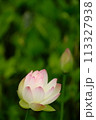 真夏のハスの花 113327938