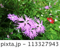 可憐な花　撫子 113327943