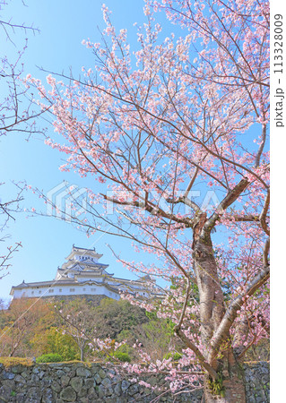 兵庫県姫路市、満開の桜と姫路城の風景 113328009
