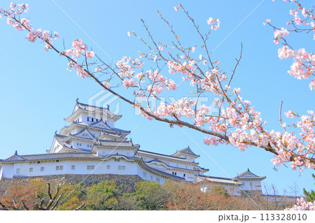 兵庫県姫路市、満開の桜と姫路城の風景 113328010