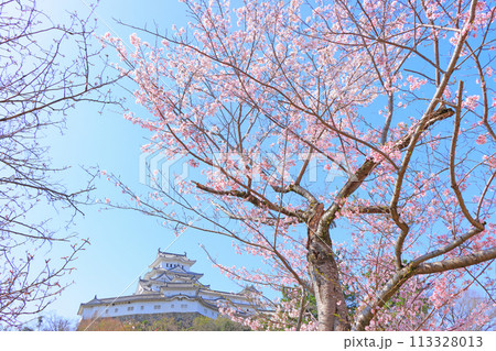 兵庫県姫路市、満開の桜と姫路城の風景 兵庫県姫路市、満開の桜と姫路城の風景 113328013