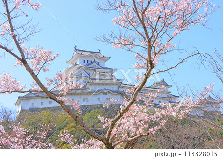 兵庫県姫路市、満開の桜と姫路城の風景 113328015