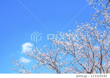 桜 青空 お花 春イメージ 【神奈川県 伊勢原市】 桜 青空 お花 春イメージ 【神奈川県 伊勢原市】 113328182