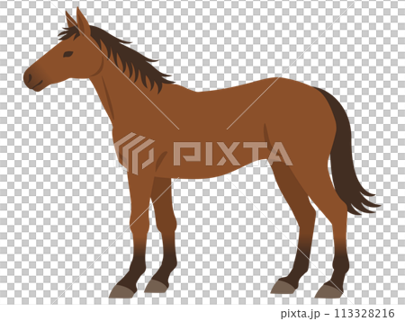 馬のイラスト 113328216