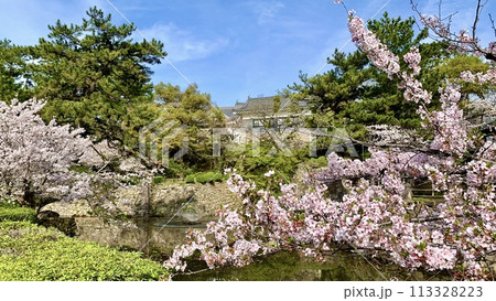 青空、新緑、満開の桜に彩られた岡崎城龍城堀〈岡崎城公園/愛知県岡崎市〉 青空、新緑、満開の桜に彩られた岡崎城龍城堀〈岡崎城公園/愛知県岡崎市〉 113328223