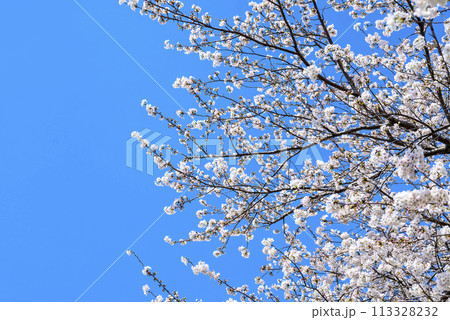 桜 青空 お花 春イメージ 【神奈川県 伊勢原市】 桜 青空 お花 春イメージ 【神奈川県 伊勢原市】 113328232