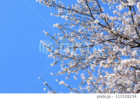桜 青空 お花 春イメージ 【神奈川県 伊勢原市】 桜 青空 お花 春イメージ 【神奈川県 伊勢原市】 113328234
