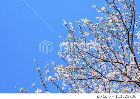 桜 青空 お花 春イメージ 【神奈川県 伊勢原市】 113328236