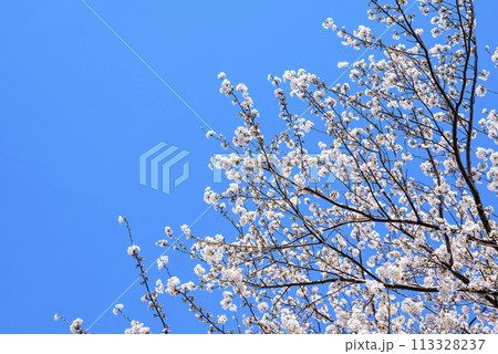 桜 青空 お花 春イメージ 【神奈川県 伊勢原市】 113328237