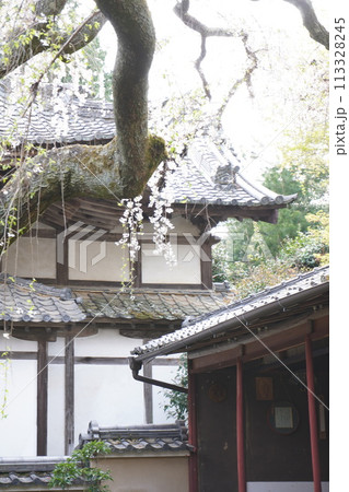 十輪寺　なりひら桜 113328245