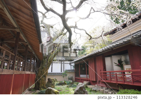 十輪寺　なりひら桜 113328246