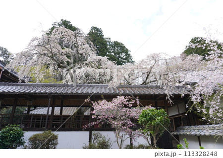 十輪寺　なりひら桜 113328248