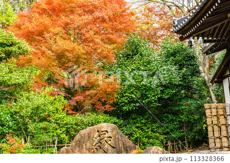 京都市左京区　東山　住連山安楽寺　境内の紅葉 113328366