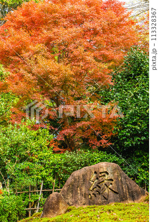 京都市左京区　東山　住連山安楽寺　境内の紅葉 113328367