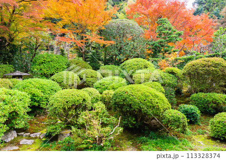 京都市左京区　東山　住連山安楽寺　書院庭園の紅葉 113328374