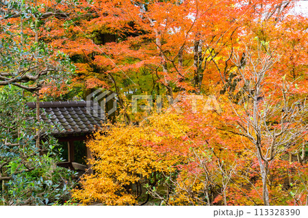 京都市左京区　東山　住連山安楽寺　境内の紅葉 113328390