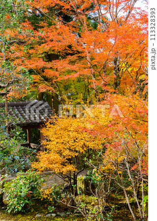 京都市左京区　東山　住連山安楽寺　境内の紅葉 113328393
