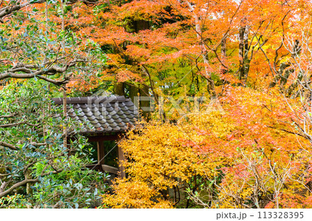 京都市左京区 東山 住連山安楽寺 境内の紅葉 京都市左京区 東山 住連山安楽寺 境内の紅葉 113328395