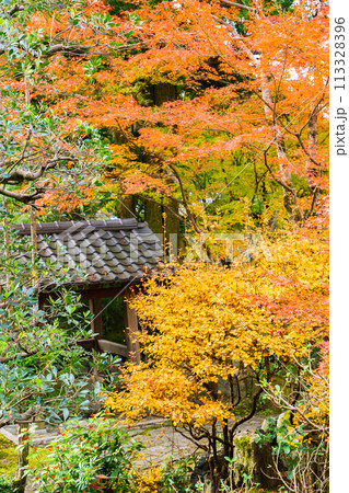 京都市左京区　東山　住連山安楽寺　境内の紅葉 113328396
