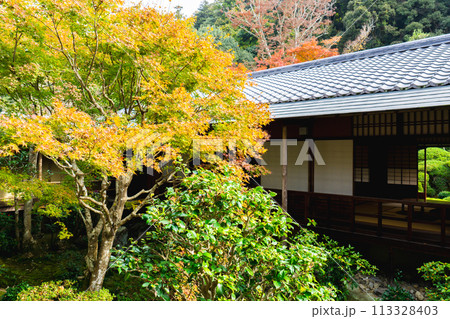 京都市左京区　東山　住連山安楽寺　中庭の紅葉と書院 113328403
