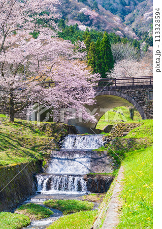 春の霞間ヶ渓、満開の桜〈岐阜県揖斐郡〉 113328594