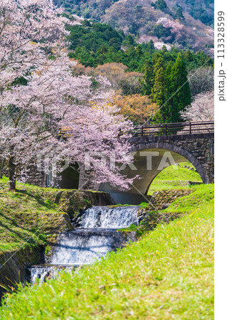 春の霞間ヶ渓、満開の桜〈岐阜県揖斐郡〉 113328599