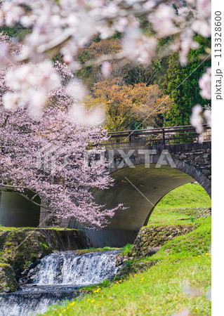 春の霞間ヶ渓、満開の桜〈岐阜県揖斐郡〉 春の霞間ヶ渓、満開の桜〈岐阜県揖斐郡〉 113328600