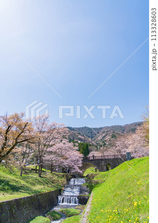 春の霞間ヶ渓、満開の桜〈岐阜県揖斐郡〉 113328603