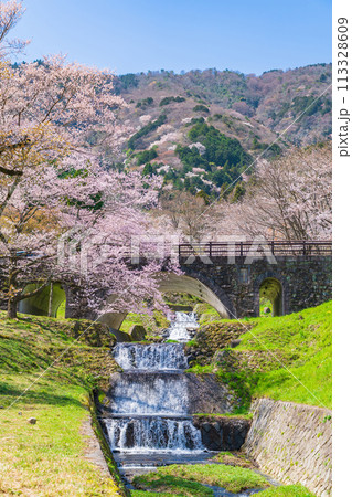 春の霞間ヶ渓、満開の桜〈岐阜県揖斐郡〉 113328609