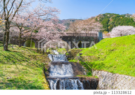 春の霞間ヶ渓、満開の桜〈岐阜県揖斐郡〉 113328612