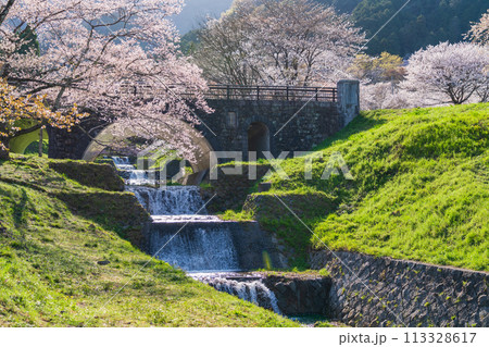 春の霞間ヶ渓、満開の桜〈岐阜県揖斐郡〉 113328617