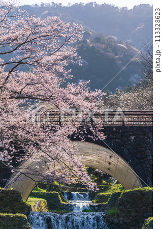 春の霞間ヶ渓、満開の桜〈岐阜県揖斐郡〉 113328623