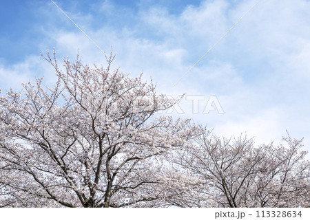 桜 青空 お花 春イメージ 【神奈川県 伊勢原市】 113328634