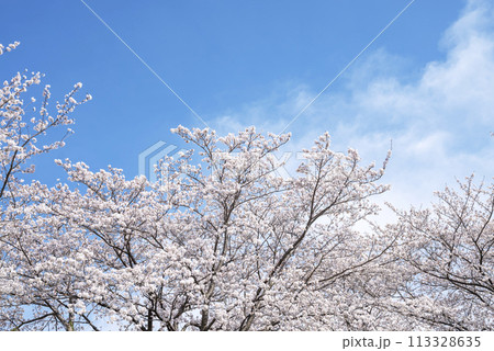 桜 青空 お花 春イメージ 【神奈川県 伊勢原市】 113328635