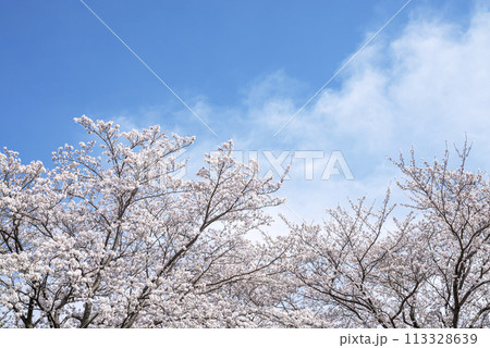 桜 青空 お花 春イメージ 【神奈川県 伊勢原市】 113328639