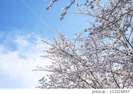 桜 青空 お花 春イメージ 【神奈川県 伊勢原市】 桜 青空 お花 春イメージ 【神奈川県 伊勢原市】 113328647