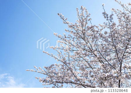 桜 青空 お花 春イメージ 【神奈川県 伊勢原市】 桜 青空 お花 春イメージ 【神奈川県 伊勢原市】 113328648