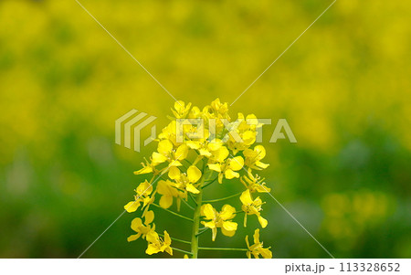 春イメージ:菜の花畑の中の一輪の菜の花 春イメージ:菜の花畑の中の一輪の菜の花 113328652