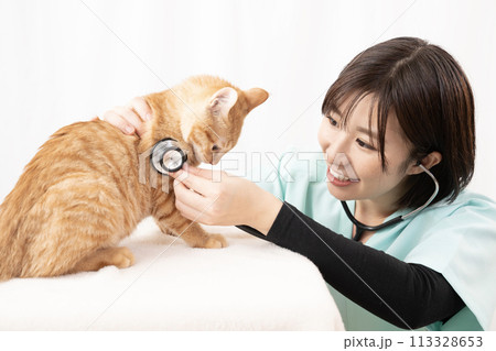 ちゃとらの仔猫の診察をする女性獣医師 113328653