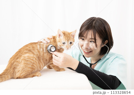 ちゃとらの仔猫の診察をする女性獣医師 113328654