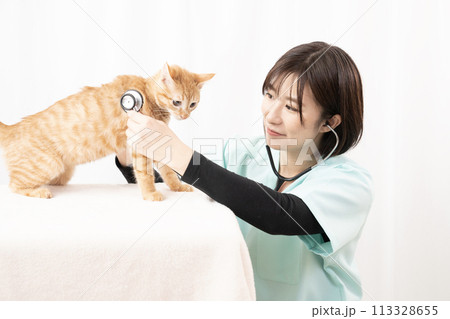 ちゃとらの仔猫の診察をする女性獣医師 113328655