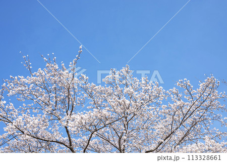 桜 青空 お花 春イメージ 【神奈川県 伊勢原市】 桜 青空 お花 春イメージ 【神奈川県 伊勢原市】 113328661