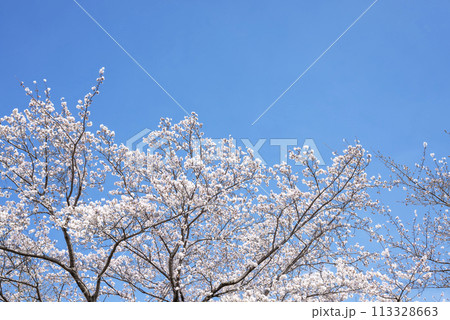 桜 青空 お花 春イメージ 【神奈川県 伊勢原市】 桜 青空 お花 春イメージ 【神奈川県 伊勢原市】 113328663
