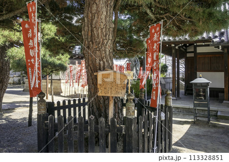 藤井寺 旗かけの松 大阪府藤井寺市 藤井寺 旗かけの松 大阪府藤井寺市 113328851