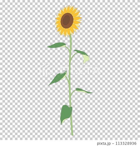 一輪のひまわりのイラスト、アイコン、ベクター 一輪のひまわりのイラスト、アイコン、ベクター 113328936