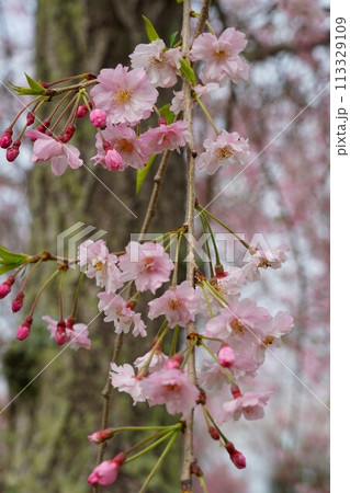 薄紅色の枝垂桜の花が咲く風景　アップ 113329109