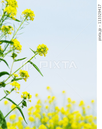 青空に向かって咲く菜の花の背景素材 113329417